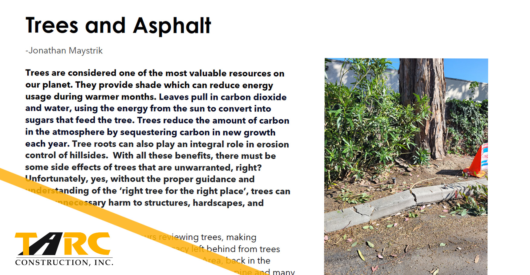 Trees and Asphalt